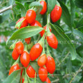 ISO 9001 Dry Fruit - Goji Berry